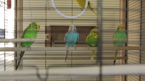 Os papagaios de gaiola de pássaro — Vídeo de Stock