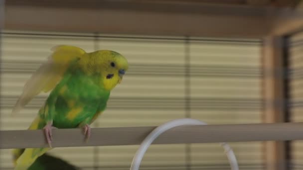De gele golvende papegaai — Stockvideo