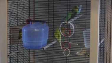 Bir papağan sinek içinde belgili tanımlık kafes