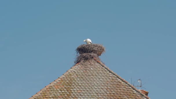 Storch putzt Federn — Stockvideo