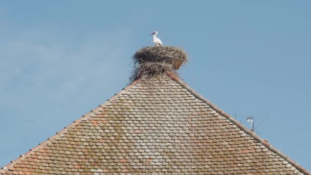 Аист в гнезде на крыше — стоковое видео
