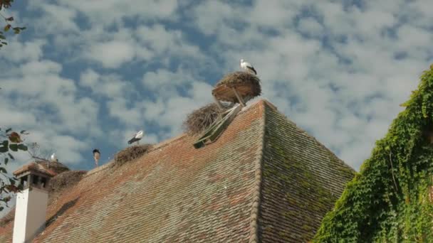Аисты на крыше дома — стоковое видео