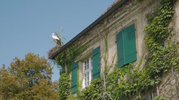 Der Storch auf dem Haus — Stockvideo