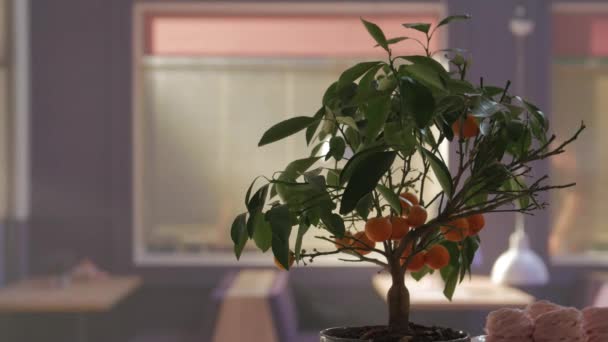 De kleine sinaasappelboom — Stockvideo