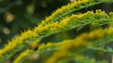 arı toplama nektarı