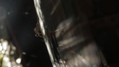 bir web örümceği örgüleri