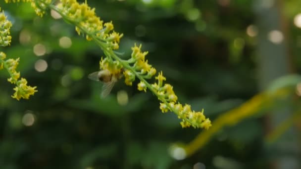 Une abeille collectionnant le nectar 