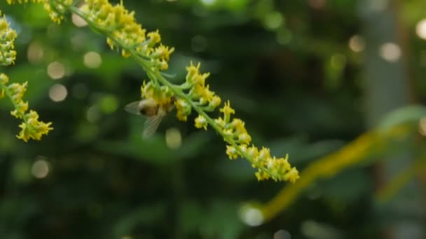 Een honingbij verzamelen van nectar — Stockvideo