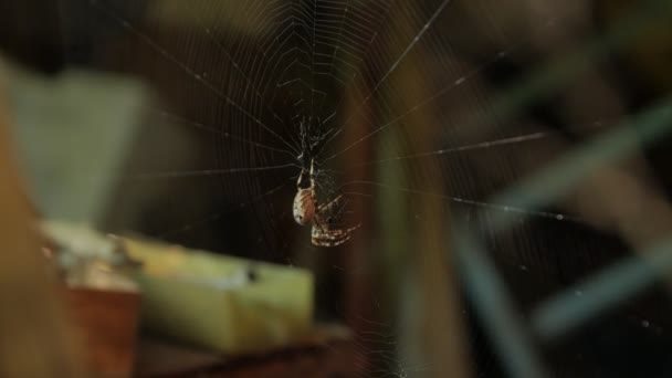 Eine große Spinne im Netz — Stockvideo