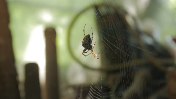 Grande aranha e a teia — Vídeo de Stock