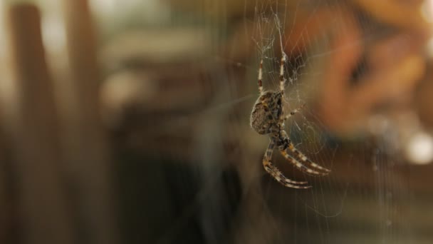 大型蜘蛛在网上吃东西 — 图库视频影像