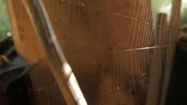 Duża sieć i pająk jeść — Wideo stockowe