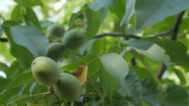 Зелені волоські горіхи на дереві — стокове відео