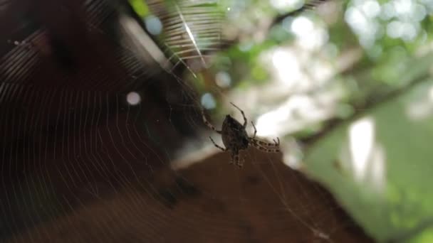 Aranha na teia grande come — Vídeo de Stock