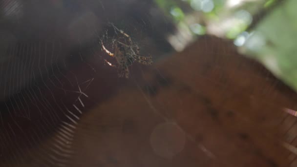 Spider Prey sur la toile — Video