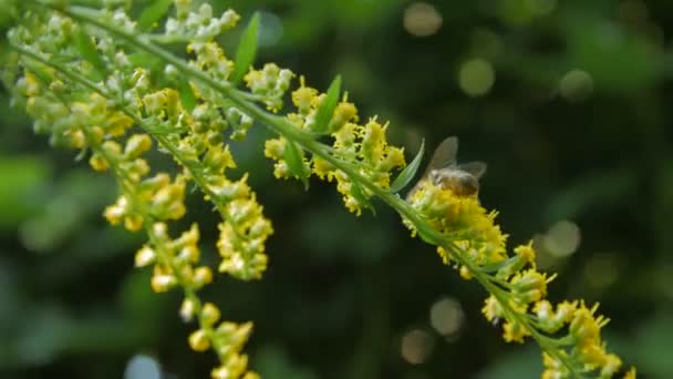 De bij verzamelt nectar — Stockvideo