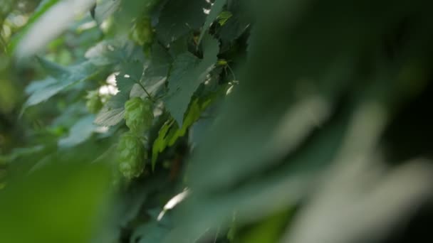 グリーンホップの花 — ストック動画