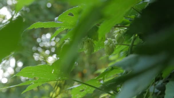 Der grüne blühende Hopfen — Stockvideo