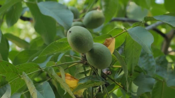 Die Walnussfrucht am Baum — Stockvideo