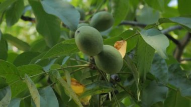 Ağaçta ceviz meyvesi