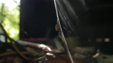 Ağ Örümceği Güneş Parlaması