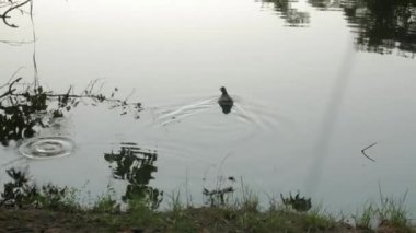 Kara Ördek Nehirde Yüzüyor