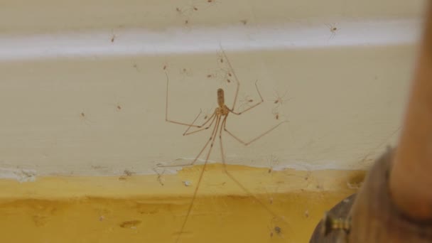 Дом пауков в закрытых помещениях — стоковое видео