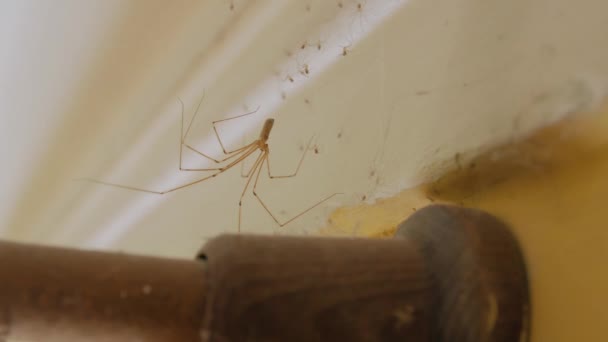 The Indoor Home Spider House — Stock video