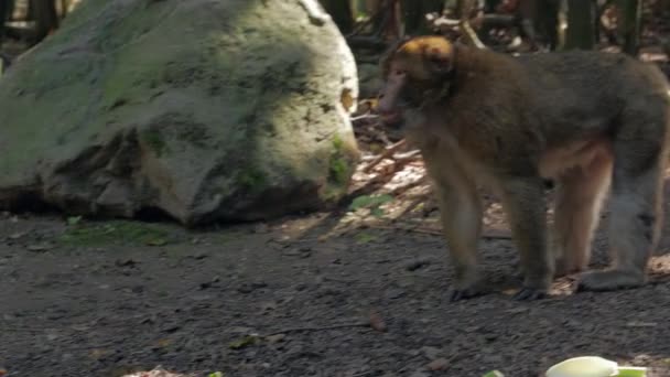Агрессивная обезьяна в лесу — стоковое видео
