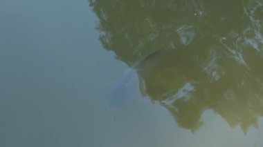 Sazan Suyun Altında Dalıyor