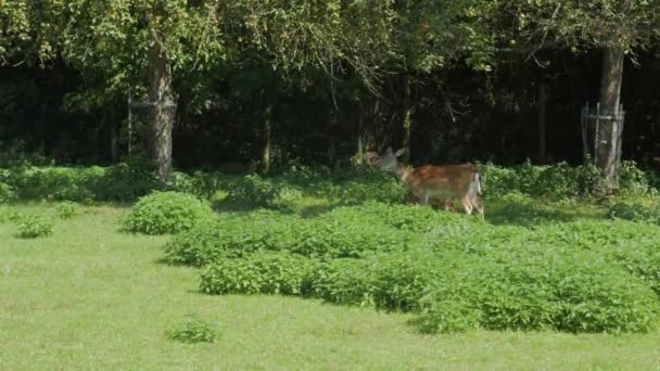 De wilde haas herten eten — Stockvideo