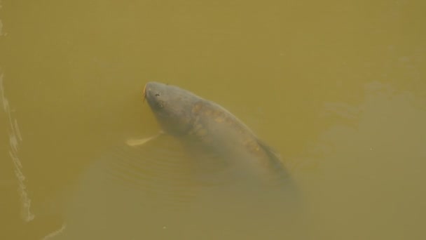 Carp On The Water Surface — Stok Video