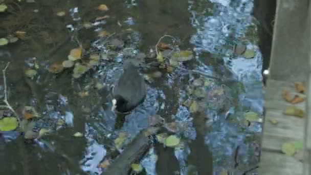 Schwarze Ente schwimmt in einem Teich — Stockvideo