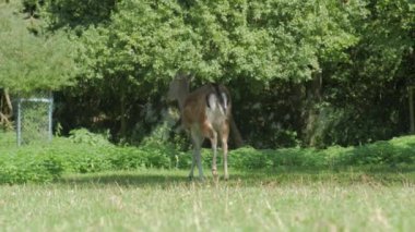 Yiyecek arayan Geyik Hayvanı