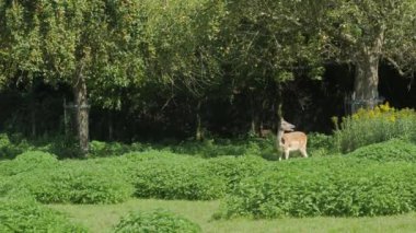 Vahşi Roe Geyiği yer
