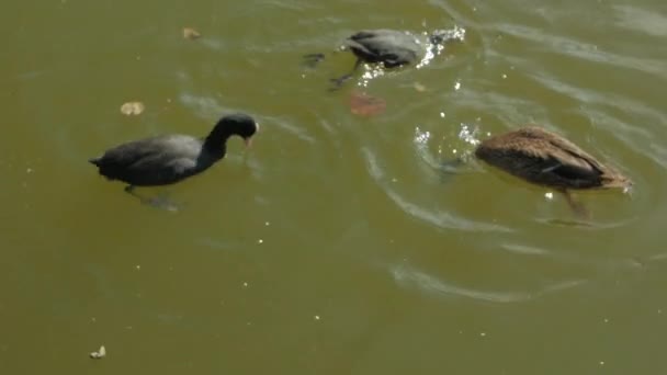 Утки ныряют под воду для кормления — стоковое видео