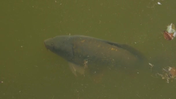 Nourrir les poissons dans un étang — Video