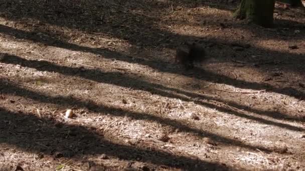 Esquilo à procura de comida na floresta — Vídeo de Stock