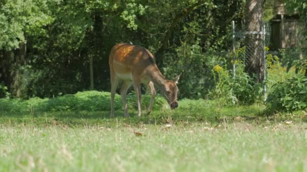 Der Hirsch auf der Suche nach Nahrung — Stockvideo