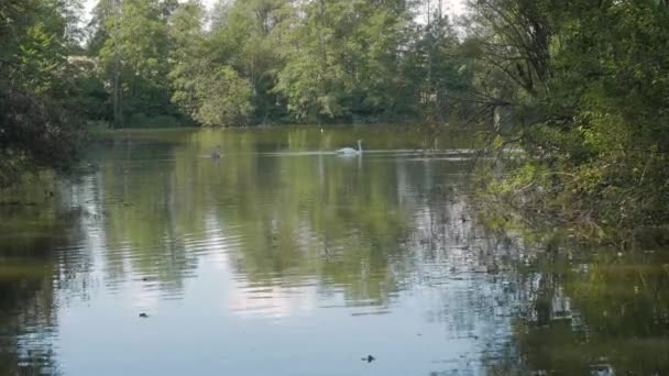Fehér hattyú, a folyón úszó — Stock videók