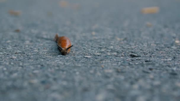 Slug kruipend op de weg — Stockvideo