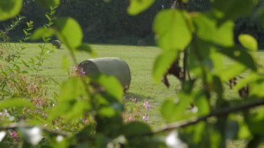 haystacks yeşil alan