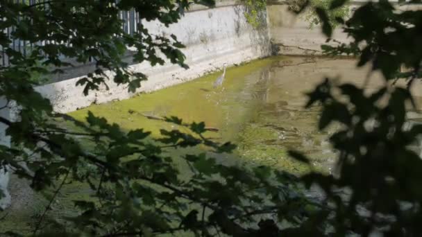 Сірий Герон у забрудненій воді — стокове відео