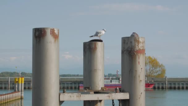 Pombo e gaivota no porto — Vídeo de Stock