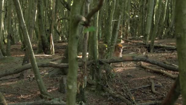 Мужчина-обезьяна в лесу — стоковое видео