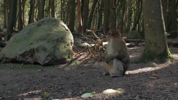 Singe mâche dans la forêt — Video