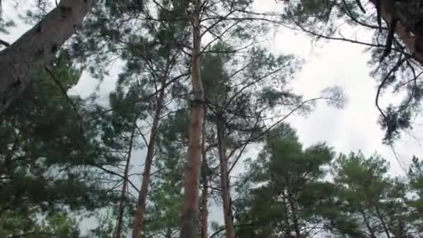 Tempête de vent des arbres dans la forêt 