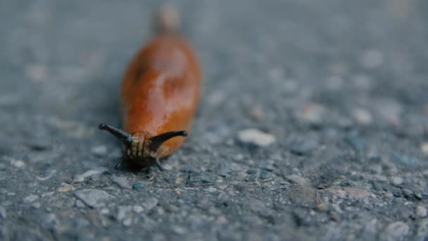 Slug krypa på vägen — Stockvideo