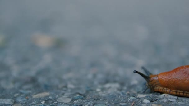 Slug On The Road Timelapse — стоковое видео