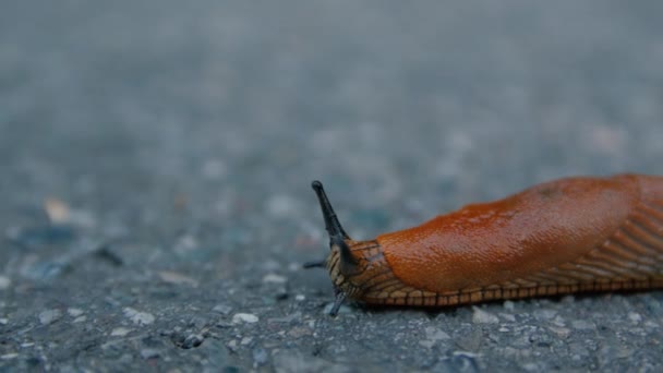 Kruipende Slug op de weg — Stockvideo